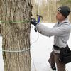How climate change is making maple syrup less sweet—and sapping production in NY, NJ